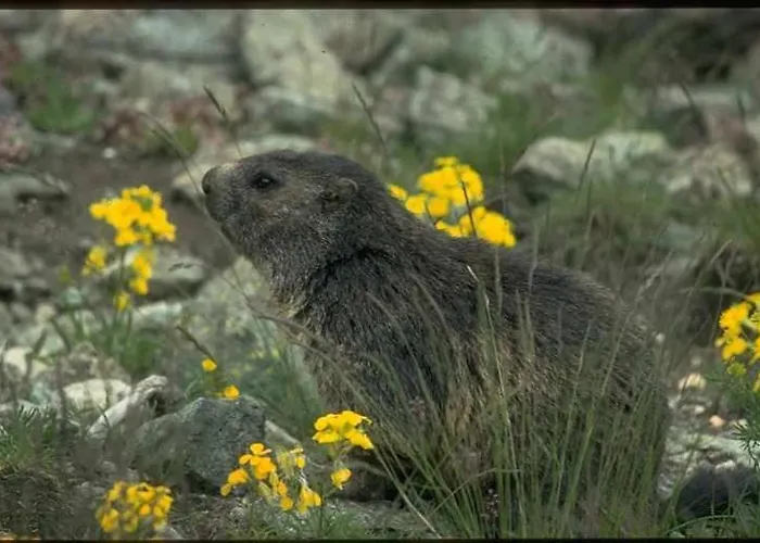& Taxi Tirana Samnaun