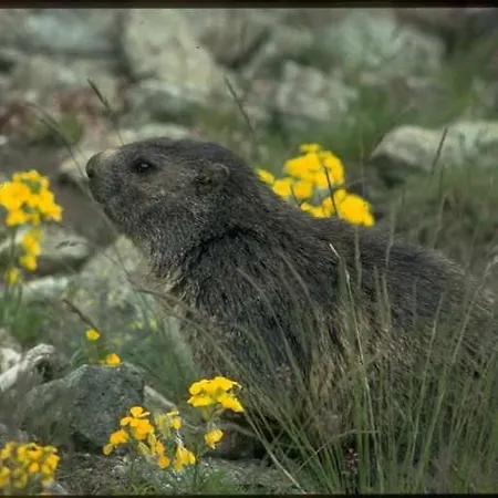 & Taxi Tirana Samnaun